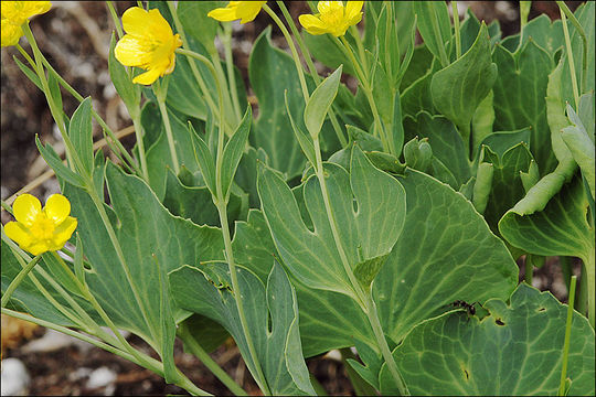 Sivun Ranunculus hybridus Biria kuva