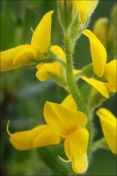 Image of German Greenweed