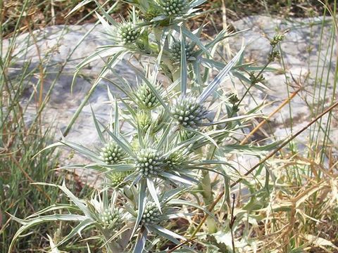 Image of amethyst eryngo