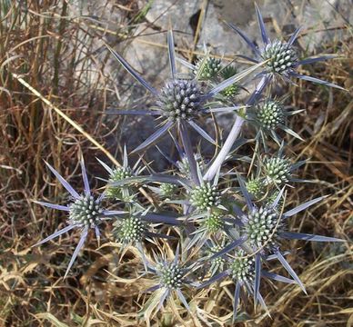 Image of amethyst eryngo