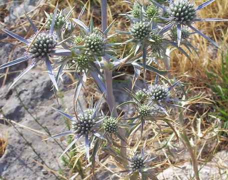 Eryngium amethystinum L. resmi