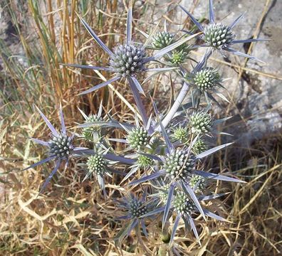 Image of amethyst eryngo