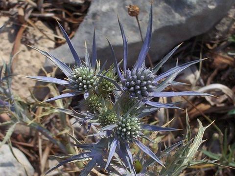 Image of amethyst eryngo