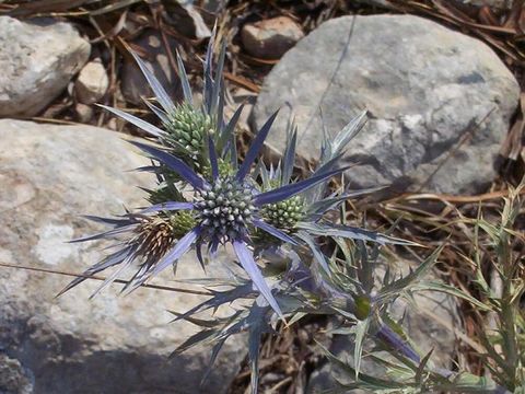 Image of amethyst eryngo