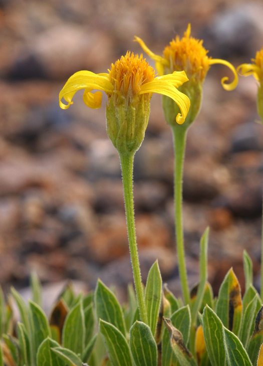 Plancia ëd Stenotus acaulis (Nutt.) Nutt.