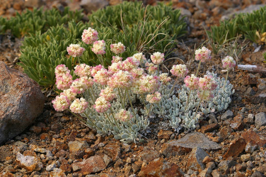 Image of cushion buckwheat