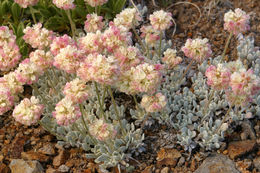 Image of cushion buckwheat