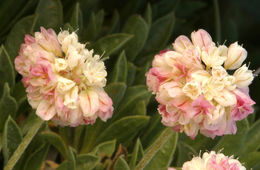 Image of cushion buckwheat