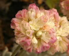 Image of cushion buckwheat