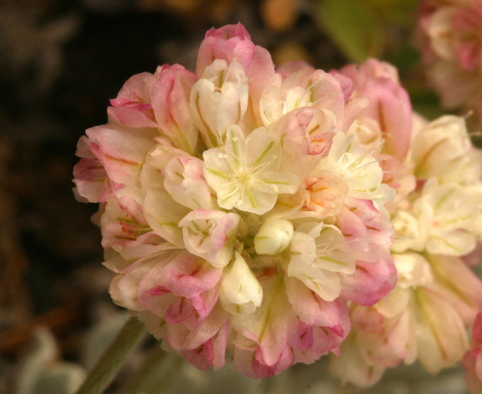 Image of cushion buckwheat