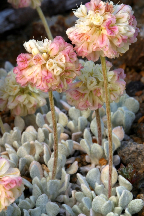 Image of cushion buckwheat