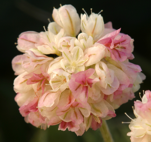 Image of cushion buckwheat