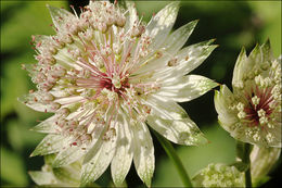 Imagem de Astrantia major L.