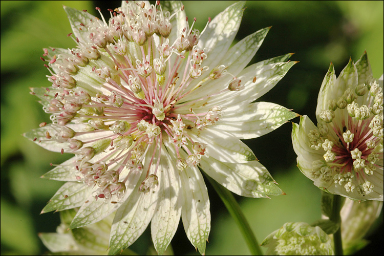 Imagem de Astrantia major L.