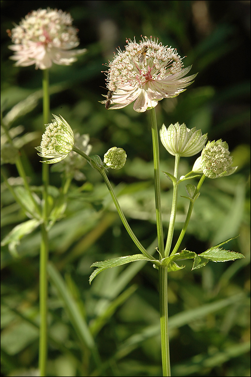 Imagem de Astrantia major L.