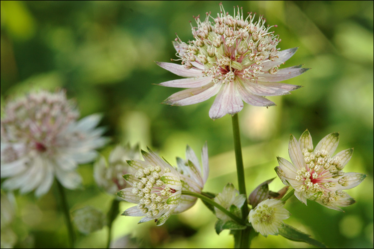 Imagem de Astrantia major L.