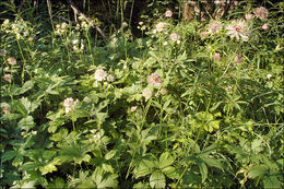 Imagem de Astrantia major L.