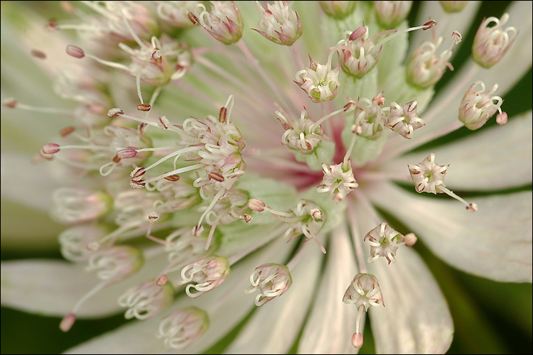 Imagem de Astrantia major L.