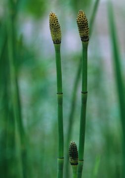 Image of smooth horsetail