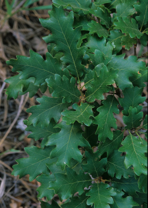 Imagem de Quercus gambelii Nutt.