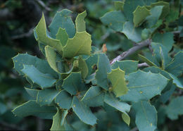Слика од Quercus turbinella Greene