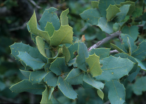 Image of Desert Scrub Oak