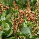 Image of Munk's rhubarb