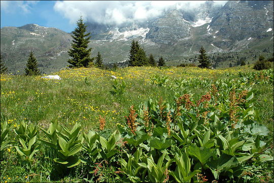 Image of Munk's rhubarb