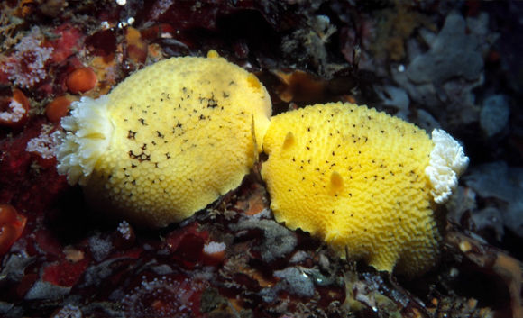 Image of Peltodoris nobilis (MacFarland 1905)