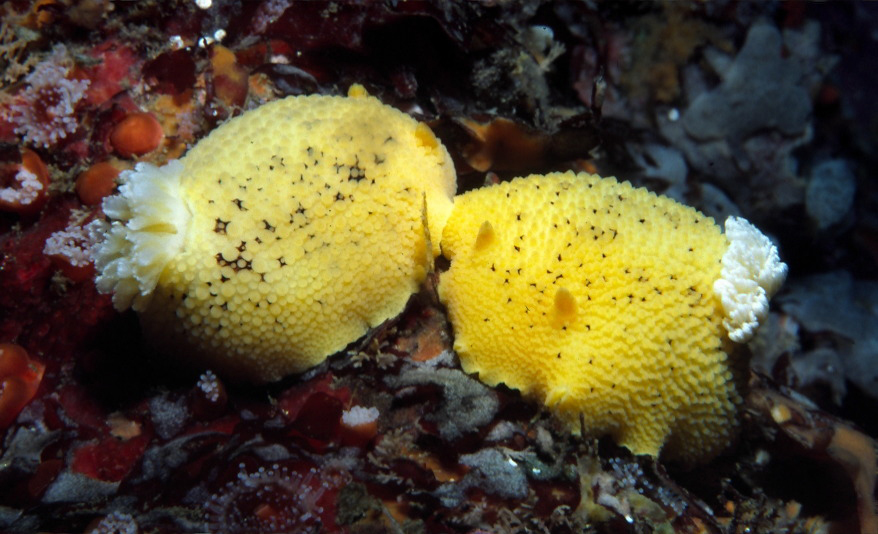 Слика од Peltodoris nobilis (MacFarland 1905)