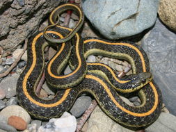 Image of Aquatic Gartersnake