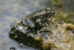 Image of Foothill yellow-legged frog