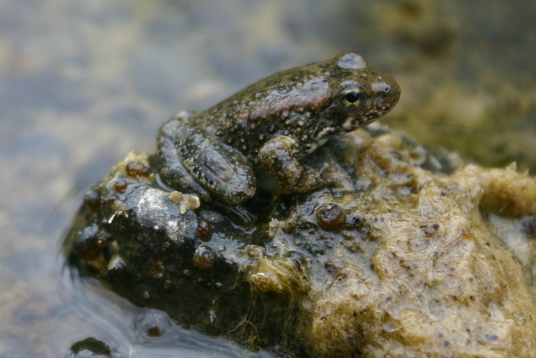 Image of Foothill yellow-legged frog