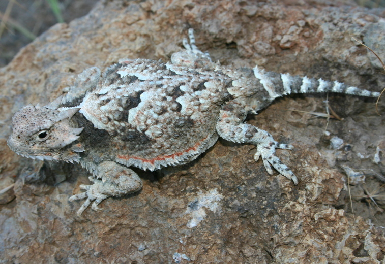 Image of Desert Horned Lizard