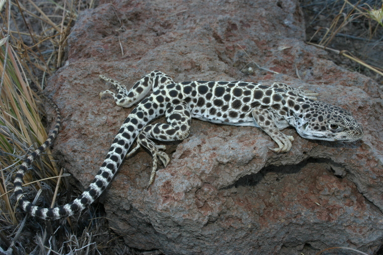 Sivun leopardileguaani kuva