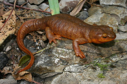 Image of California Newt