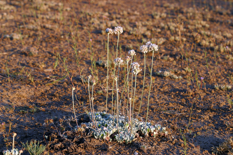 Imagem de Eriogonum ovalifolium var. purpureum (Nutt.) Durand