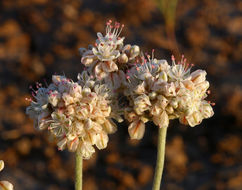 Imagem de Eriogonum ovalifolium var. purpureum (Nutt.) Durand