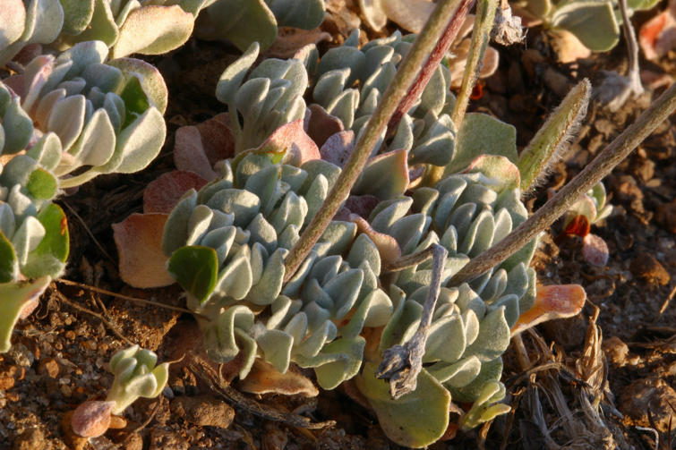 Imagem de Eriogonum ovalifolium var. purpureum (Nutt.) Durand