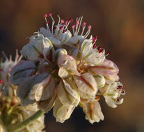 Imagem de Eriogonum ovalifolium var. purpureum (Nutt.) Durand