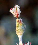 Image of cushion buckwheat