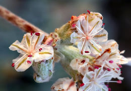 Image of cushion buckwheat