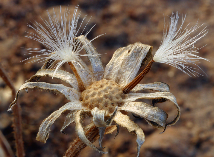 Crepis modocensis Greene resmi