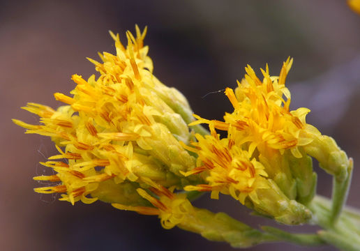 Image de Chrysothamnus viscidiflorus subsp. puberulus (D. C. Eat.) H. M. Hall & Clem.