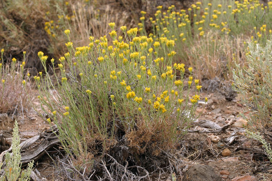 Image de Chrysothamnus viscidiflorus subsp. puberulus (D. C. Eat.) H. M. Hall & Clem.