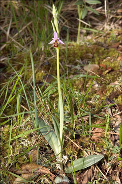 Ophrys scolopax subsp. cornuta (Steven) E. G. Camus resmi