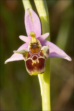 Image of Orchid