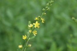 Image of tall hairy agrimony