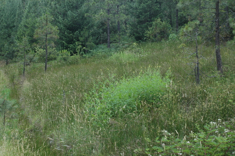 Image of tall hairy agrimony