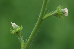 Image of tall hairy agrimony